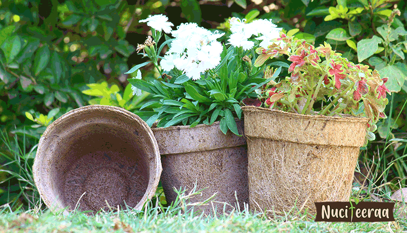 Coco Pots